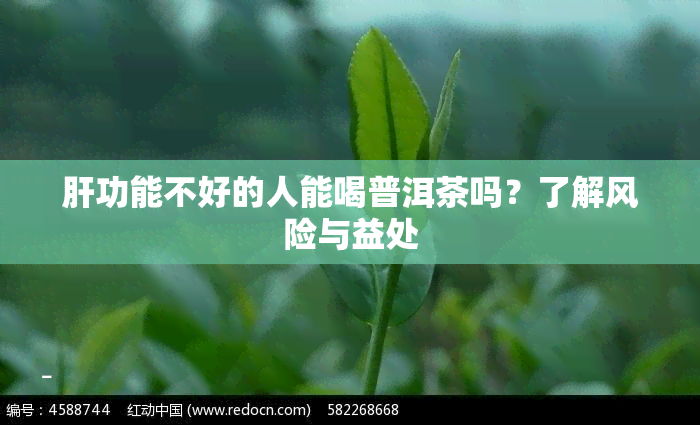 肝功能不好的人能喝普洱茶吗？了解风险与益处