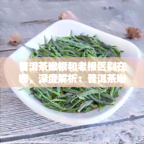 普洱茶嫩根和老根区别在哪，深度解析：普洱茶嫩根与老根的区别在哪里？