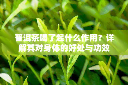 普洱茶喝了起什么作用？详解其对身体的好处与功效