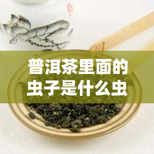 普洱茶里面的虫子是什么虫，揭秘普洱茶中的神秘小生物：那些你可能不知道的虫子