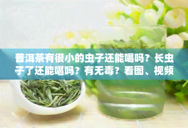 普洱茶有很小的虫子还能喝吗？长虫子了还能喝吗？有无？看图、视频解析