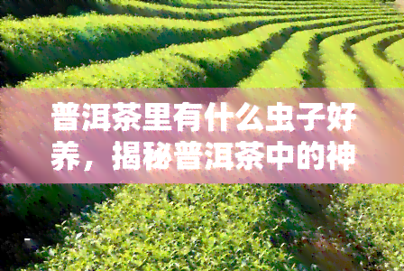 普洱茶里有什么虫子好养，揭秘普洱茶中的神秘生物：哪些虫子适合饲养？