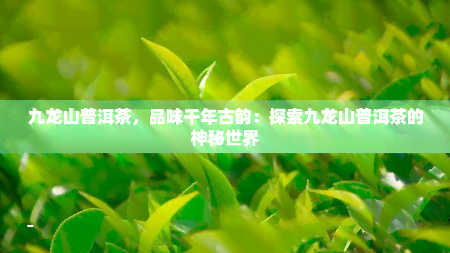 九龙山普洱茶，品味千年古韵：探索九龙山普洱茶的神秘世界