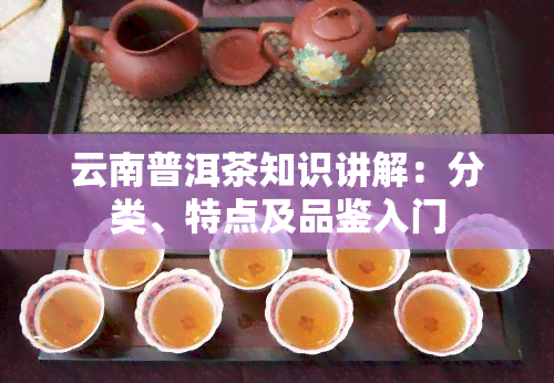 云南普洱茶知识讲解：分类、特点及品鉴入门