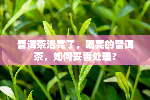 普洱茶泡完了，喝完的普洱茶，如何妥善处理？