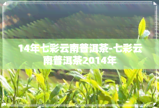 14年七彩云南普洱茶-七彩云南普洱茶2014年