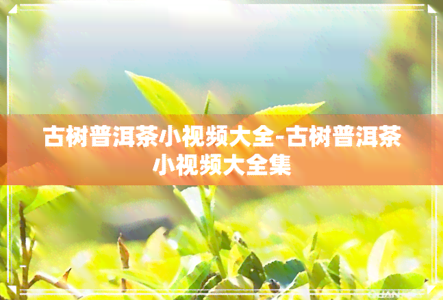 古树普洱茶小视频大全-古树普洱茶小视频大全集