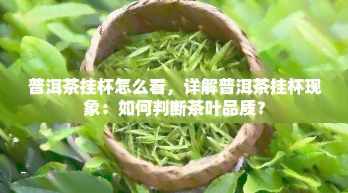 普洱茶挂杯怎么看，详解普洱茶挂杯现象：如何判断茶叶品质？