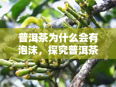 普洱茶为什么会有泡沫，探究普洱茶中的泡沫现象：原因与影响