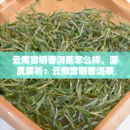 云南宫明普洱茶怎么样，深度解析：云南宫明普洱茶的品质与口感如何？