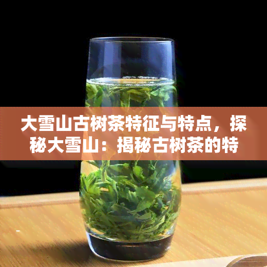 大雪山古树茶特征与特点，探秘大雪山：揭秘古树茶的特征与特点