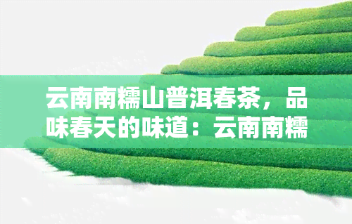 云南南糯山普洱春茶，品味春天的味道：云南南糯山普洱春茶的魅力探索