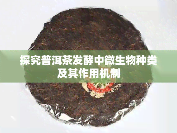 探究普洱茶发酵中微生物种类及其作用机制