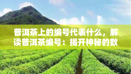 普洱茶上的编号代表什么，解读普洱茶编号：揭开神秘的数字背后的意义