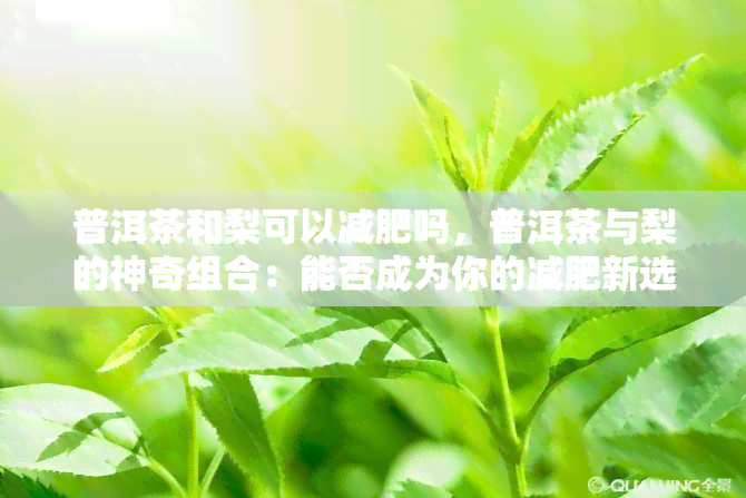 普洱茶和梨可以减肥吗，普洱茶与梨的神奇组合：能否成为你的减肥新选择？