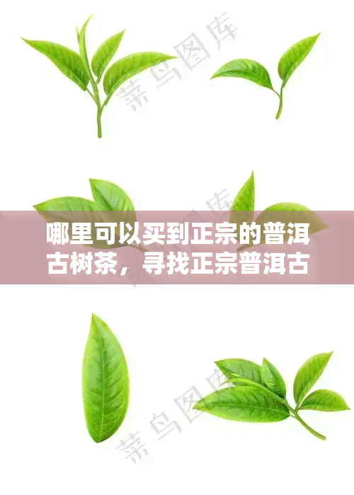 哪里可以买到正宗的普洱古树茶，寻找正宗普洱古树茶购买地，你该知道这些地方！