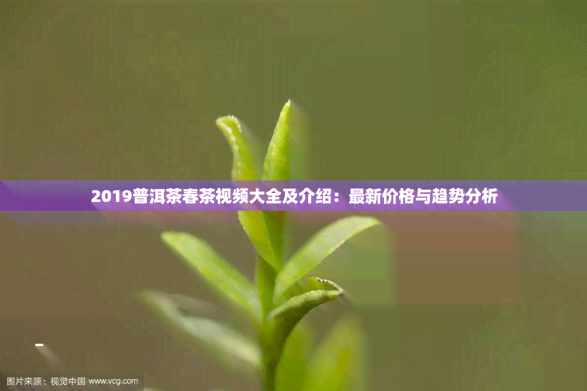 2019普洱茶春茶视频大全及介绍：最新价格与趋势分析