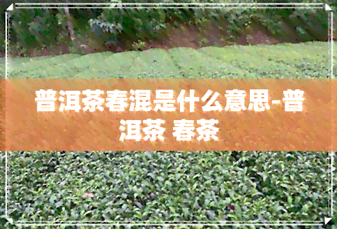 普洱茶春混是什么意思-普洱茶 春茶