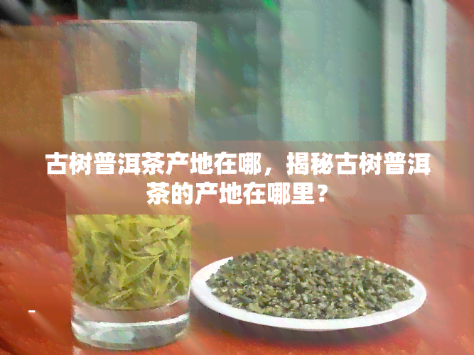 古树普洱茶产地在哪，揭秘古树普洱茶的产地在哪里？