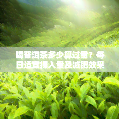 喝普洱茶多少算过量？每日适宜摄入量及减肥效果解析