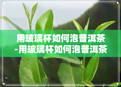 用玻璃杯如何泡普洱茶-用玻璃杯如何泡普洱茶喝