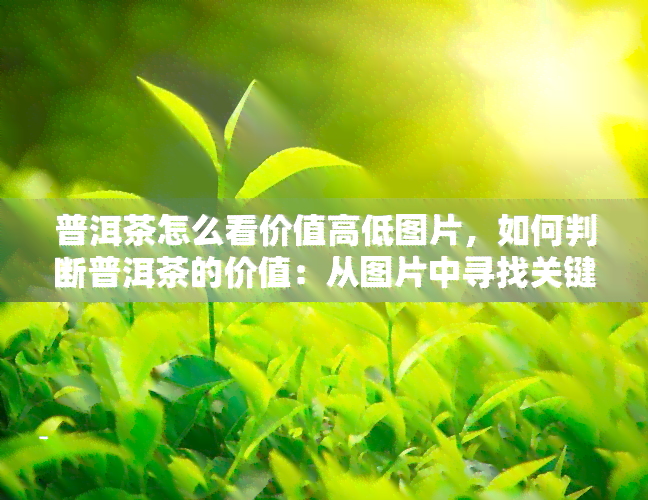 普洱茶怎么看价值高低图片，如何判断普洱茶的价值：从图片中寻找关键信息