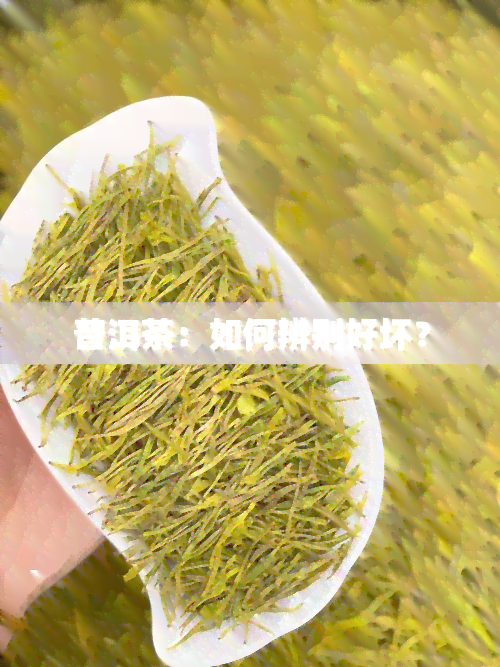 普洱茶：如何辨别好坏？