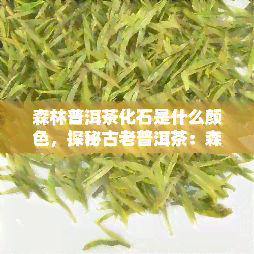 森林普洱茶化石是什么颜色，探秘古老普洱茶：森林普洱茶化石的颜色之谜