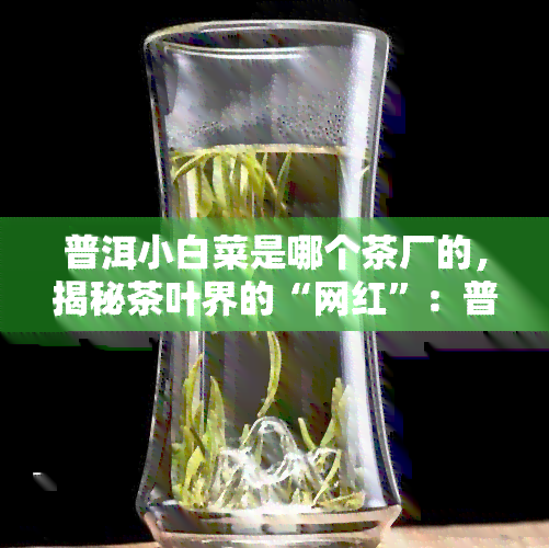 普洱小白菜是哪个茶厂的，揭秘茶叶界的“网红”：普洱小白菜来自哪家茶厂？