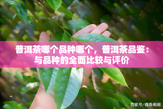 普洱茶哪个品种哪个，普洱茶品鉴：与品种的全面比较与评价