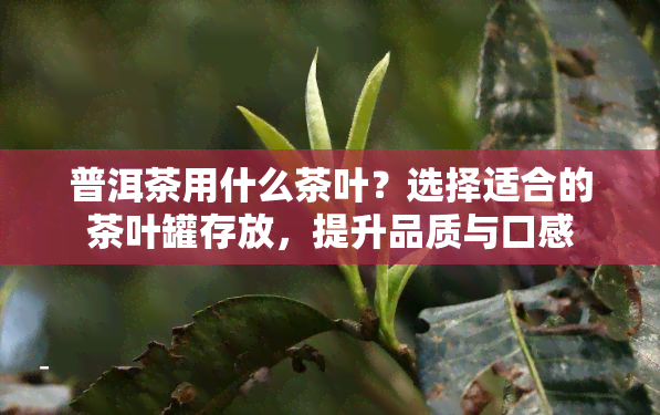 普洱茶用什么茶叶？选择适合的茶叶罐存放，提升品质与口感