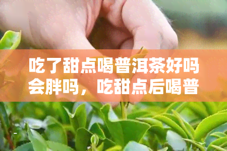 吃了甜点喝普洱茶好吗会胖吗，吃甜点后喝普洱茶会影响体重吗？