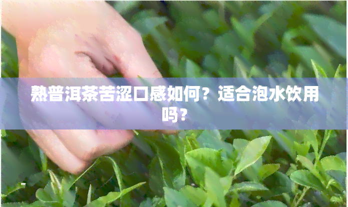 熟普洱茶苦涩口感如何？适合泡水饮用吗？