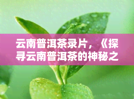 云南普洱茶录片，《探寻云南普洱茶的神秘之旅》