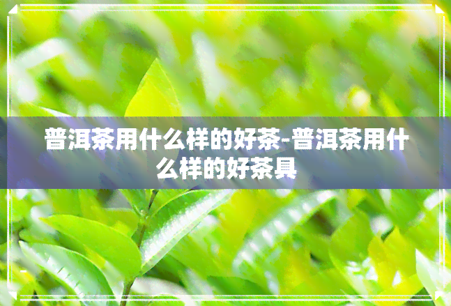 普洱茶用什么样的好茶-普洱茶用什么样的好茶具