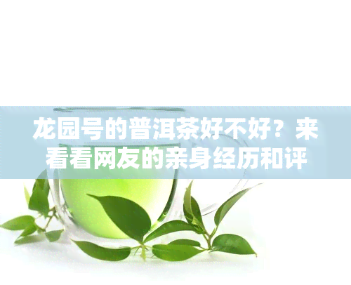 龙园号的普洱茶好不好？来看看网友的亲身经历和评价！