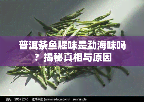 普洱茶腥味是勐海味吗？揭秘真相与原因