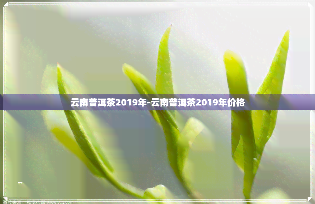 云南普洱茶2019年-云南普洱茶2019年价格