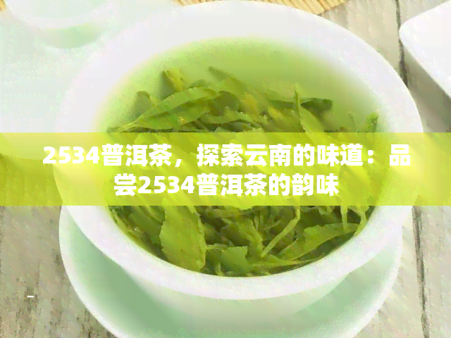 2534普洱茶，探索云南的味道：品尝2534普洱茶的韵味