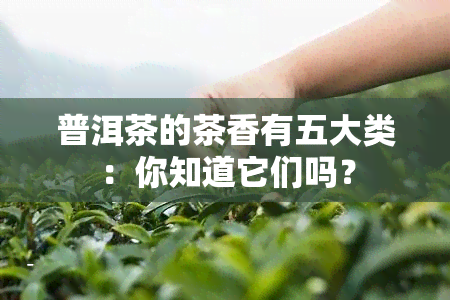 普洱茶的茶香有五大类：你知道它们吗？