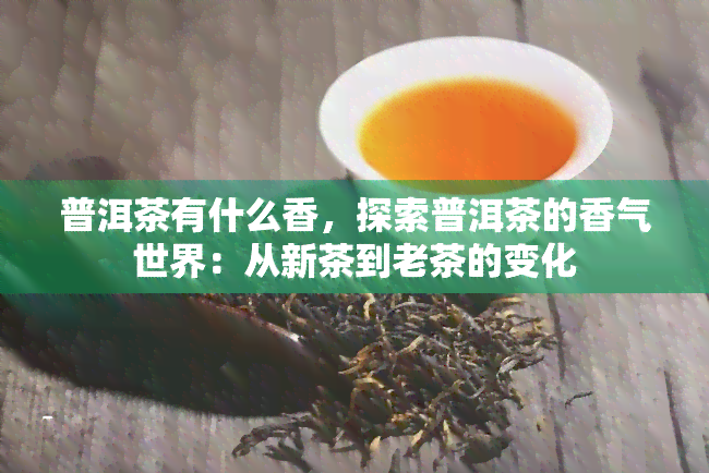 普洱茶有什么香，探索普洱茶的香气世界：从新茶到老茶的变化