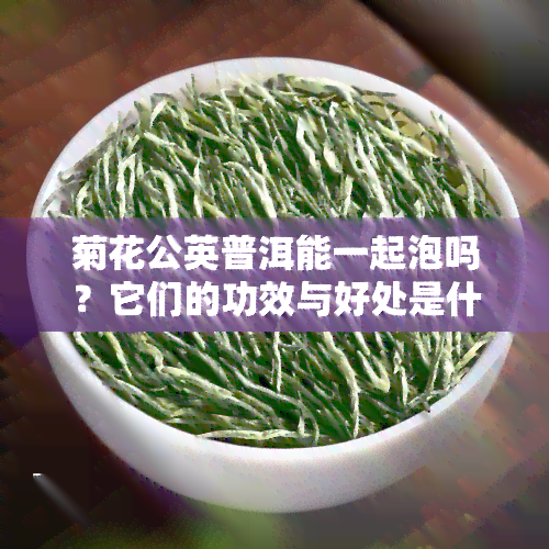 菊花公英普洱能一起泡吗？它们的功效与好处是什么？