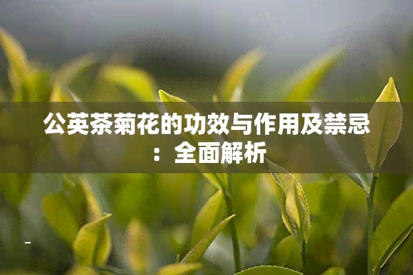 公英茶菊花的功效与作用及禁忌：全面解析