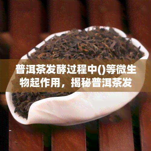 普洱茶发酵过程中()等微生物起作用，揭秘普洱茶发酵过程中的关键微生物作用