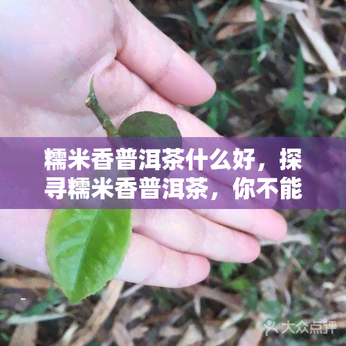 糯米香普洱茶什么好，探寻糯米香普洱茶，你不能错过的推荐！