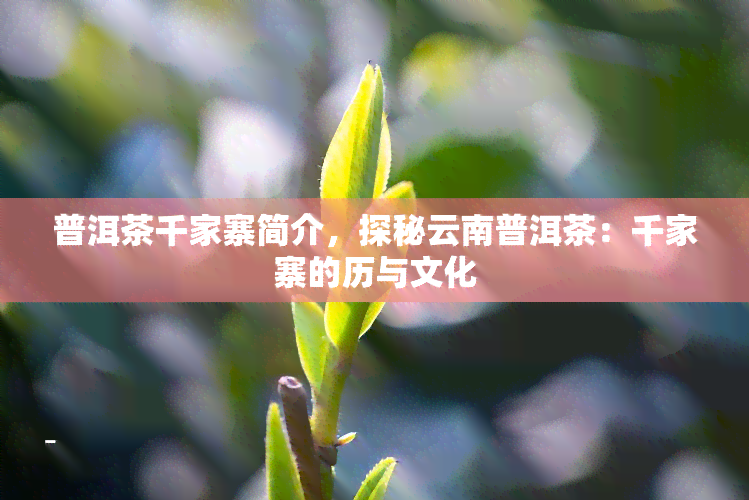 普洱茶千家寨简介，探秘云南普洱茶：千家寨的历与文化