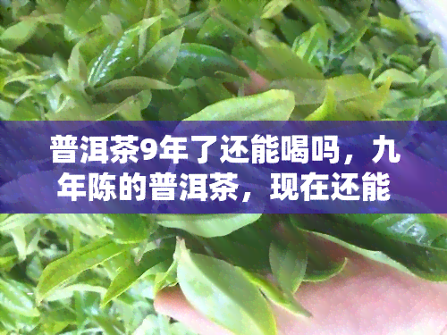 普洱茶9年了还能喝吗，九年陈的普洱茶，现在还能饮用吗？