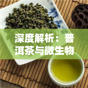 深度解析：普洱茶与微生物的区别及其关系