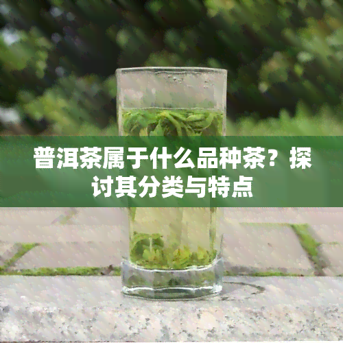 普洱茶属于什么品种茶？探讨其分类与特点