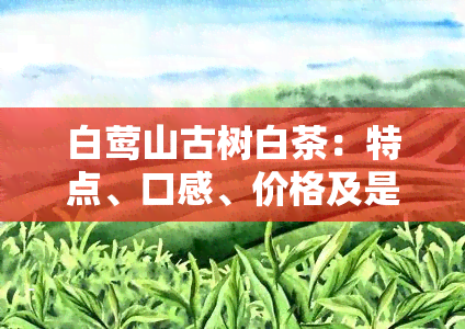 白莺山古树白茶：特点、口感、价格及是否为生普？